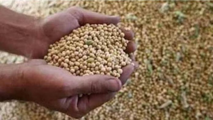 Maharashtra Elections 2024: In a relief to farmers, Centre eases soybean procurement norms raising moisture limit to 15%